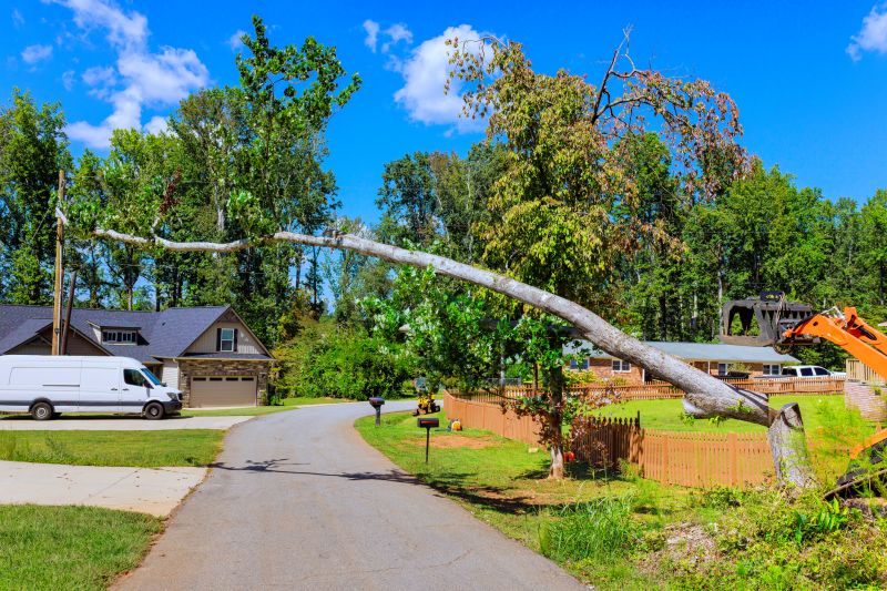 Contact About Emergency Tree Removal