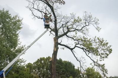 Emergency Tree Removal