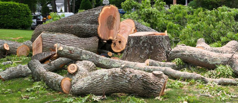 Apple Tree Removal in Montgomery County, PA