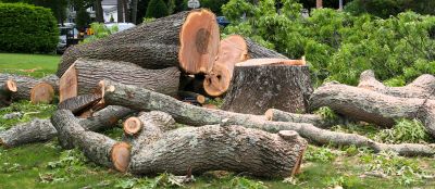 Birch Tree Removal in Duluth, MN
