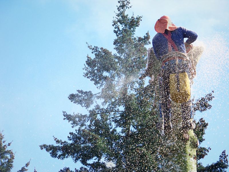 Dead Tree Removal in Duluth, MN