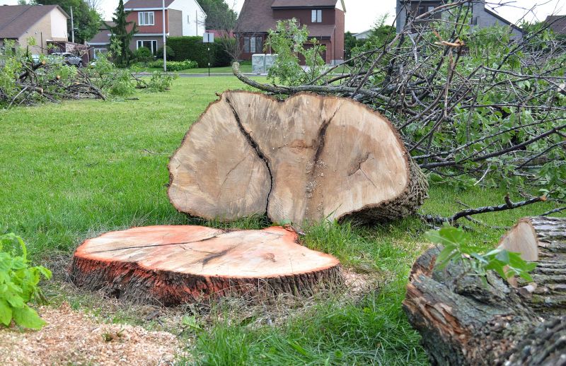 Hickory Tree Removal in Duluth, MN