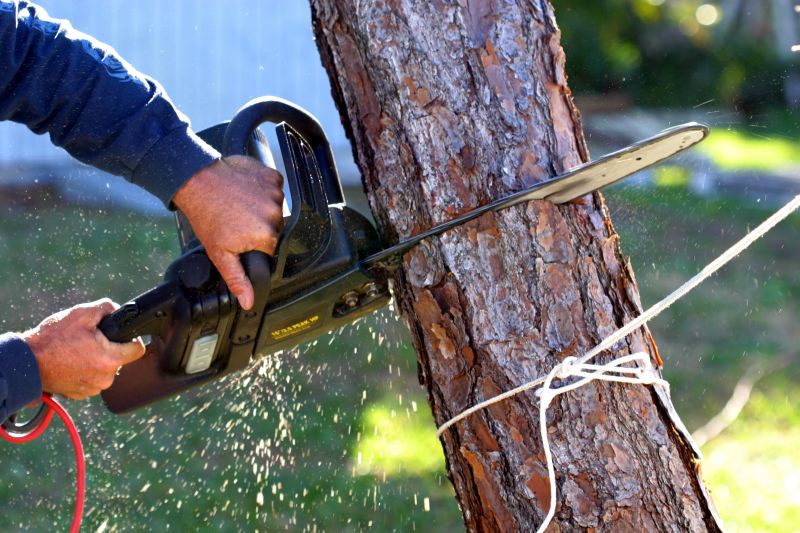 Mimosa Tree Removal in Duluth, MN
